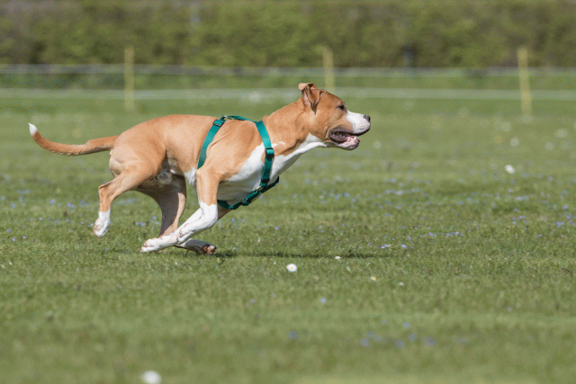 Bo4I8532 33839399406 O