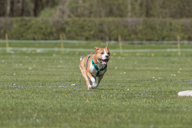 Bo4I8530 33839399596 O