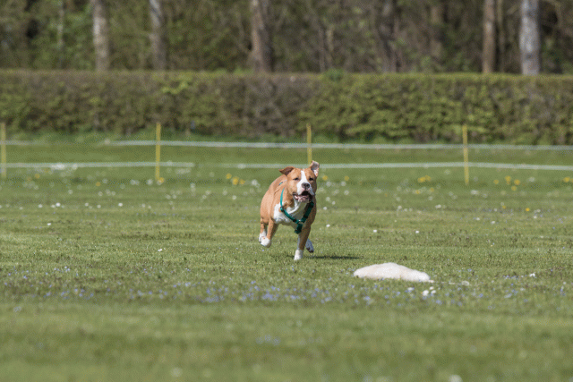 Bo4I8528 33839399776 O