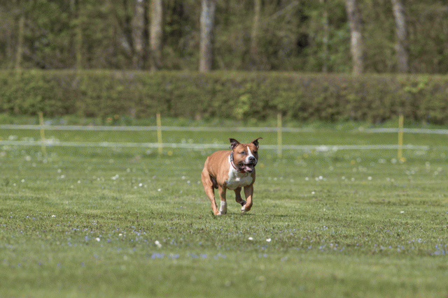 Bo4I8494 33839403136 O