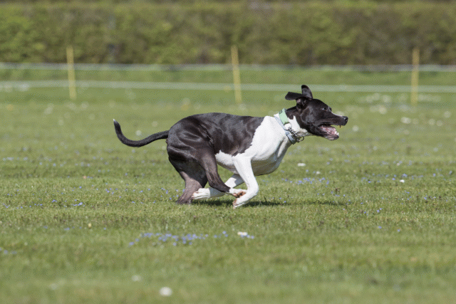 Bo4I8482 33839776596 O