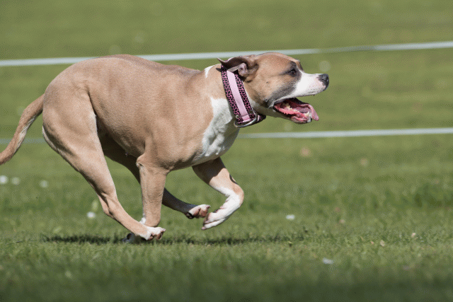 Bo4I8476 33839778206 O