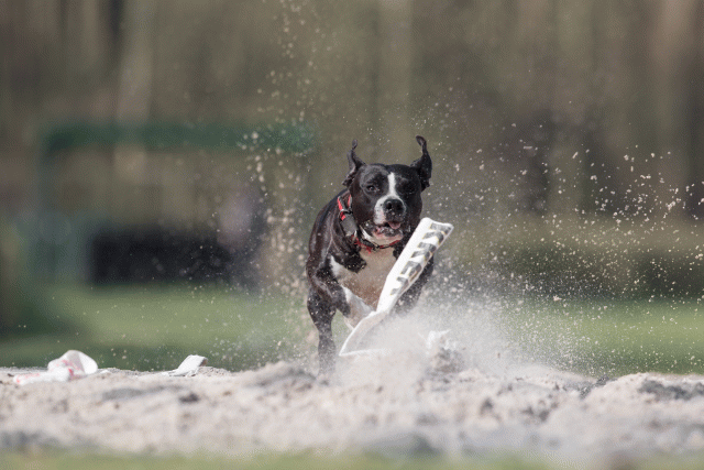 Bo4I8325 33839797836 O