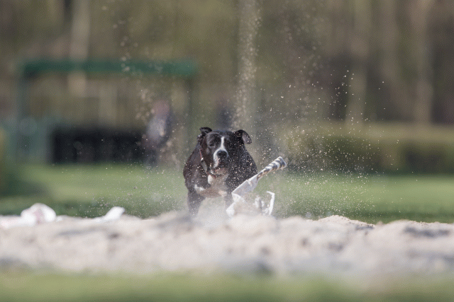 Bo4I8323 33839798216 O