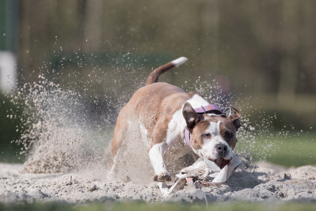 Bo4I8318 33839798746 O