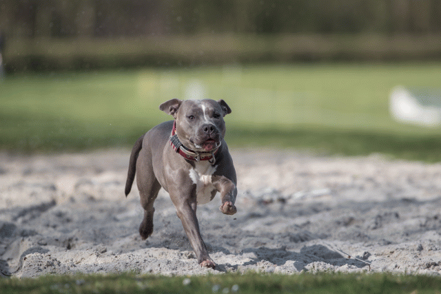 Bo4I8291 33839804396 O