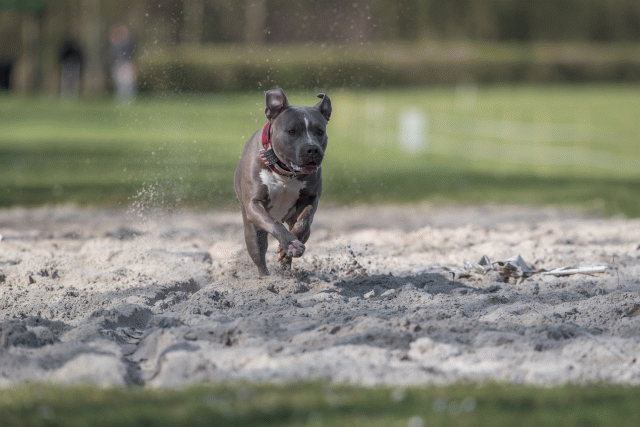 Bo4I8289 33839805046 O