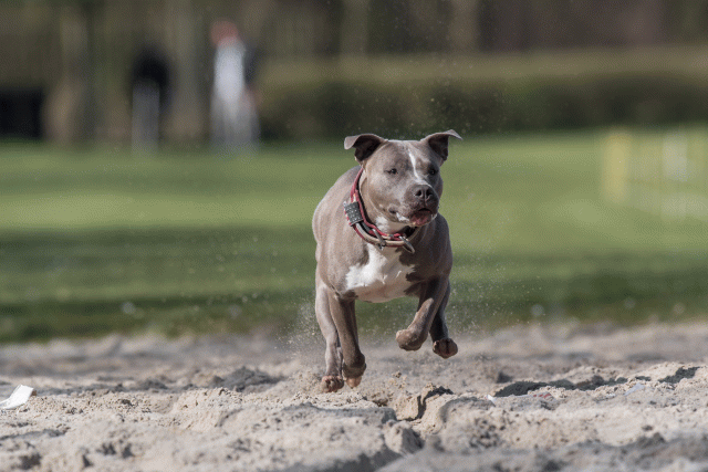 Bo4I8287 33839805486 O