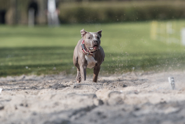 Bo4I8285 33839805786 O