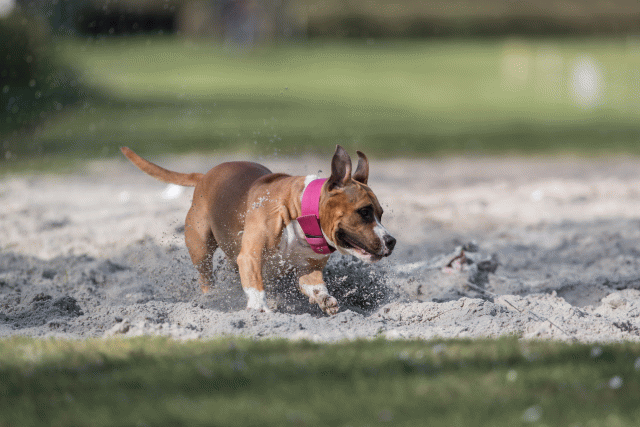 Bo4I8281 33839807066 O