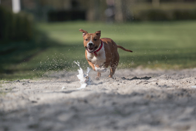 Bo4I8249 33842559935 O