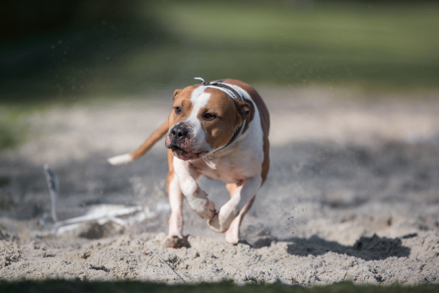 Bo4I8245 33842560935 O