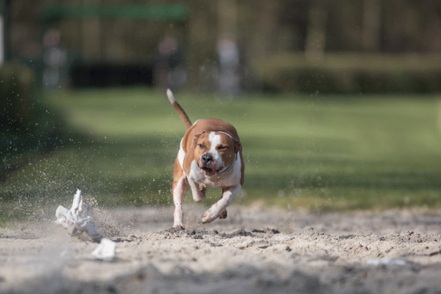 Bo4I8240 33842561335 O