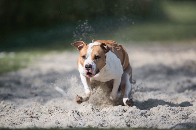 Bo4I8236 33842562005 O