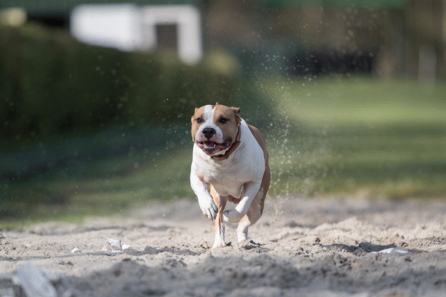 Bo4I8233 33842562405 O