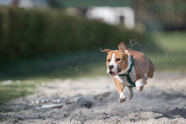 Bo4I8229 33842563355 O