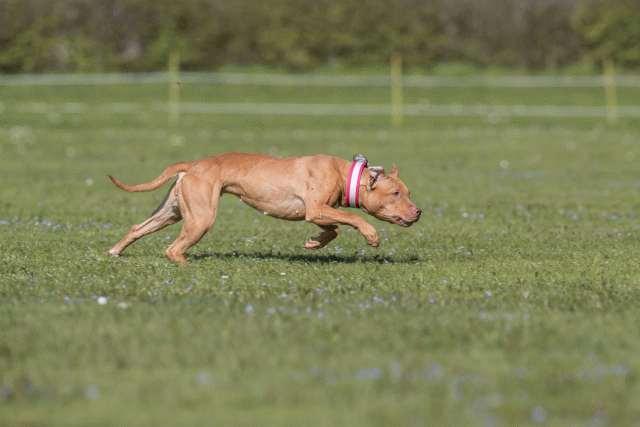 Bo4I8858 33880540745 O