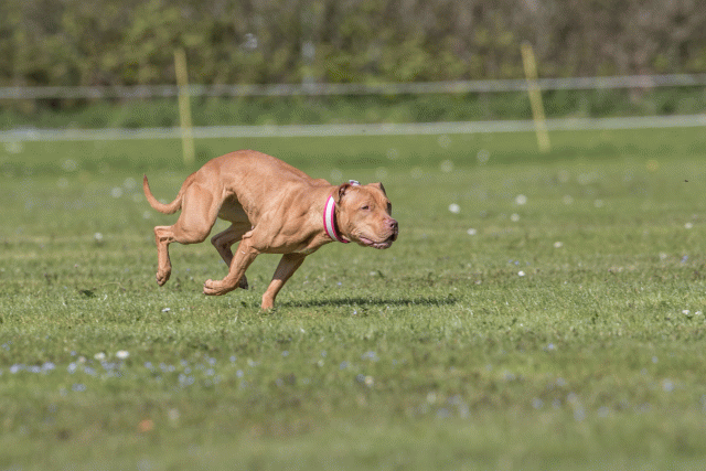 Bo4I8853 33880541065 O