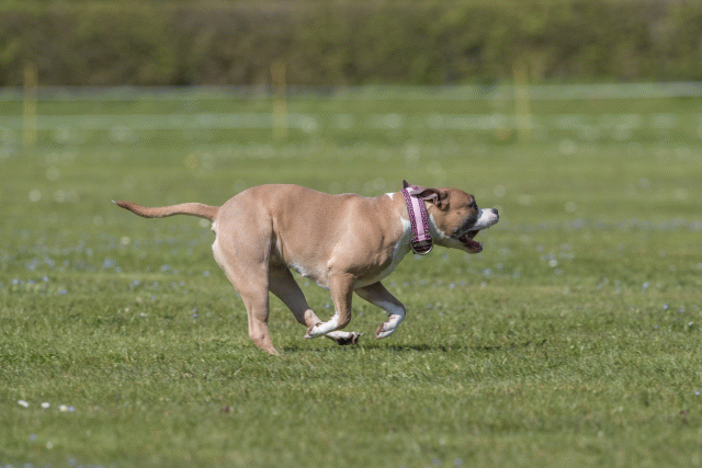 Bo4I8840 33880543825 O