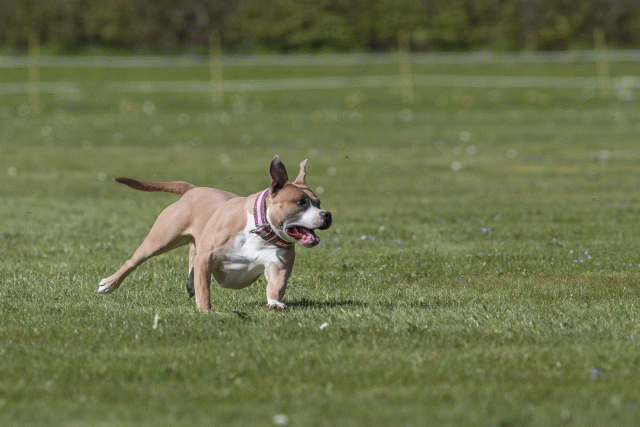 Bo4I8832 33880544855 O