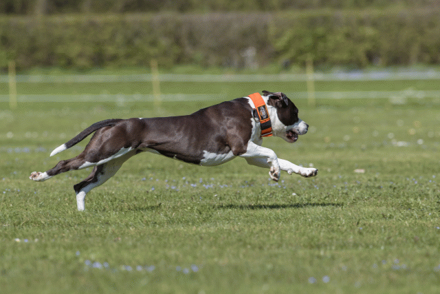 Bo4I8823 33880545405 O