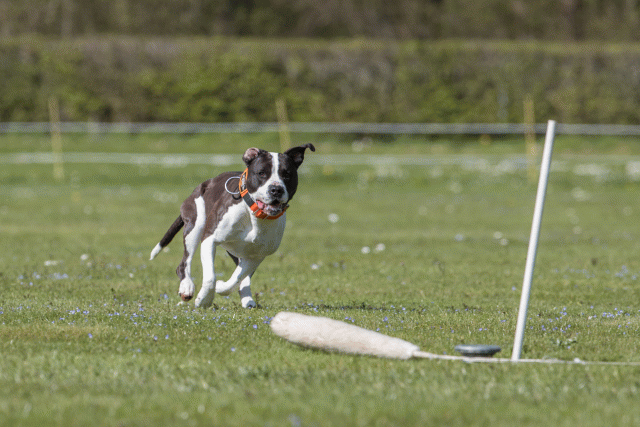 Bo4I8820 33880545765 O