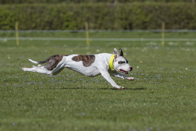 Bo4I8811 33880546175 O