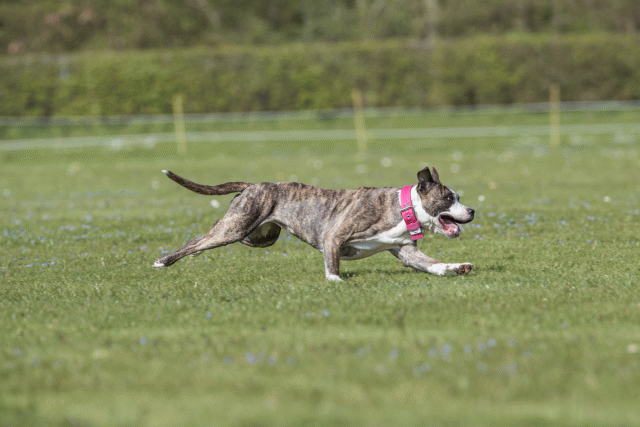 Bo4I8801 33880548405 O