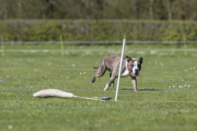 Bo4I8797 33880548725 O