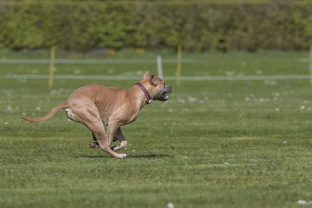 Bo4I8794 33880549155 O