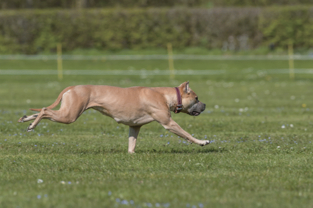 Bo4I8790 33880549915 O