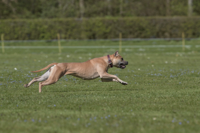 Bo4I8788 33880550725 O