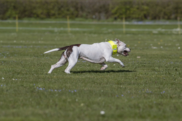 Bo4I8782 33880551165 O