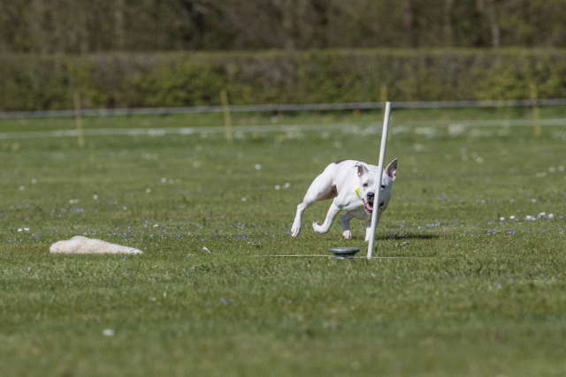 Bo4I8779 33880551485 O