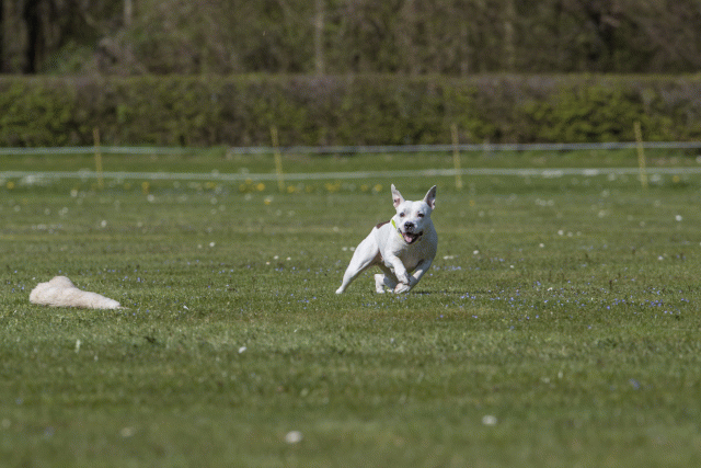 Bo4I8777 33880551895 O