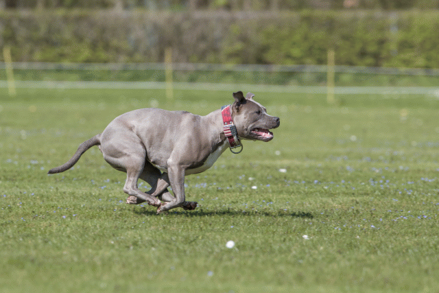 Bo4I8625 33880563615 O