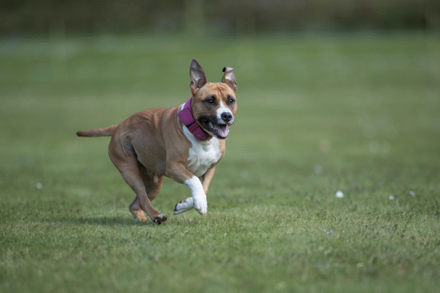 Bo4I8621 33880564315 O