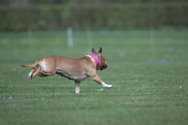 Bo4I8618 33880564585 O