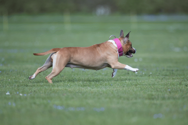 Bo4I8616 33880564785 O