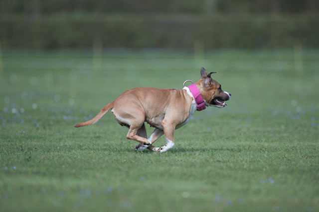 Bo4I8614 33880565005 O