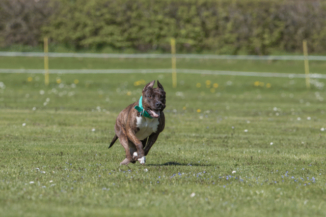 Bo4I8594 33880567945 O