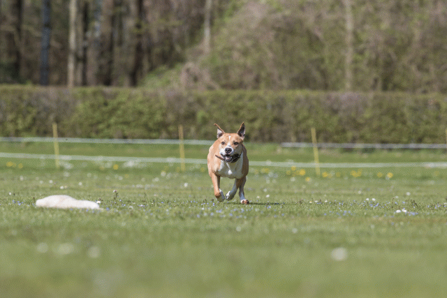 Bo4I8588 33880569045 O