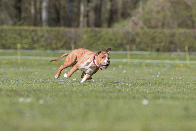 Bo4I8586 33880569205 O