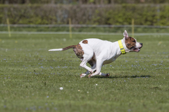 Bo4I8576 33880570595 O