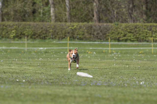 Bo4I8526 33880577975 O