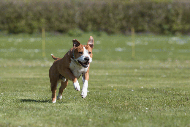 Bo4I8521 33880578815 O