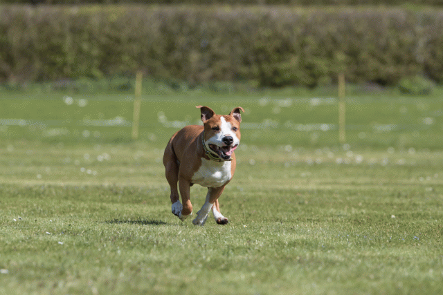 Bo4I8519 33880579185 O