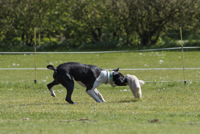 Bo4I8491 33880582565 O