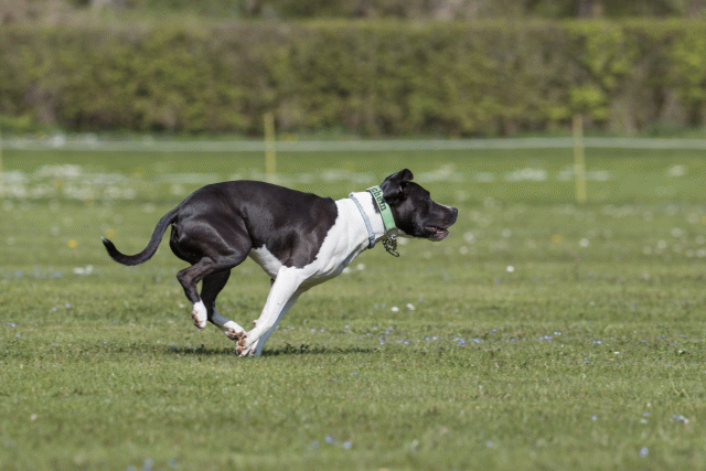 Bo4I8486 33880583045 O