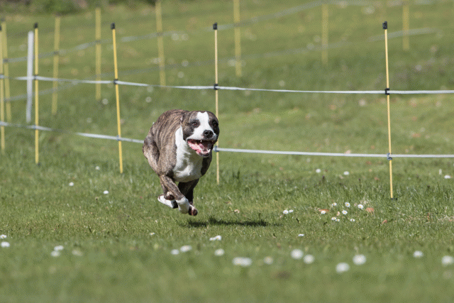 Bo4I8443 33880972205 O